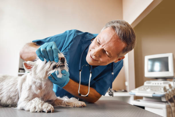  St Paul, TX Emergency Dentist Pros